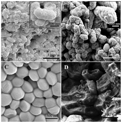 FE-SEM images of E. coli (A, B) and S. aureus (C, D) before (left) and after (right) incubation with PDMAEM-g-rosin copolymers.