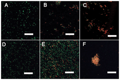 CLSM images of E. coli (A–C) and S. aureus (D–F) cells without- and with- PDMAEMA-g-rosin copolymers stained with the LIVE/DEAD bacterial viability kit: (A) control sample of E.coli; (B) E. coli cells treated with PDMAEMA-g-rosin after 1 h; (C) E. coli cells treated with PDMAEMA-g-rosin after 2 h; (D) control sample of S. aureus; (E) S. aureus cells treated with PDMAEMA-g-rosin after 1 h; and (F) S. aureus cells treated with PDMAEMA-g-rosin after 2 h. Scale bars: 20 μm.