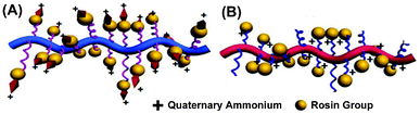 A comparison between two amphipathic structures having cationic charges at different locations with respect to the rosin moiety and polymer backbone: (A) an early-reported polymer with cationic charges located at the periphery;30 (B) a polymer used in the current work with cationic charges embedded inside.