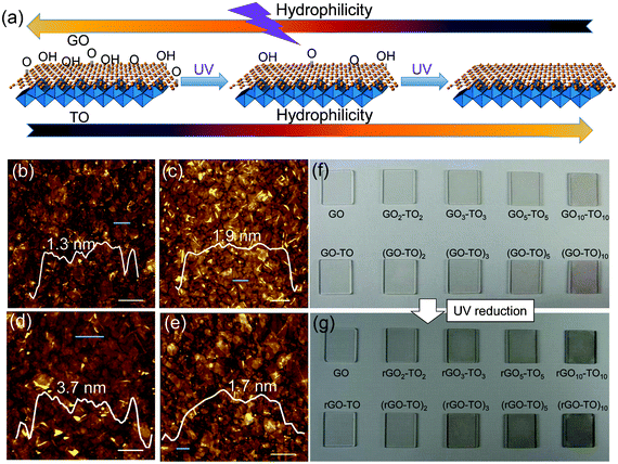 Dual tunable wettability of the TO/GO hybrid film. (a) Schematic diagram of the dual tunable hydrophilicity of the hybrid film. AFM images of (b) GO nanosheets, (c) TO nanosheets, (d) GO–TO film and (e) GO/TO hybrid film formed by LBL. The inset images show the height distributions of the nanosheets marked by green lines. Scale bars: 0.5 μm. (f) Photograph of as prepared samples of GOn–TOn and (GO–TO)n. The samples in the first row are GO, GO2–TO2, GO3–TO3, GO5–TO5, GO10–TO10. Samples of the second row are GO–TO, (GO–TO)2, (GO–TO)3, (GO–TO)5, (GO–TO)10. (g) Corresponding photographs of samples shown in (f) after UV irradiation for 48 h.