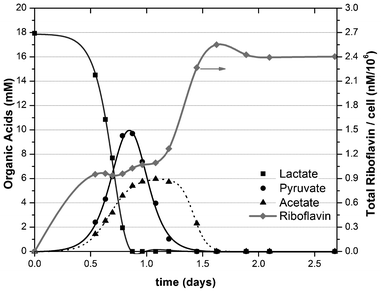 Conversion of lactate to oxidation products (acetate and pyruvate) and production of riboflavin during cell growth of S. oneidensis MR-1.