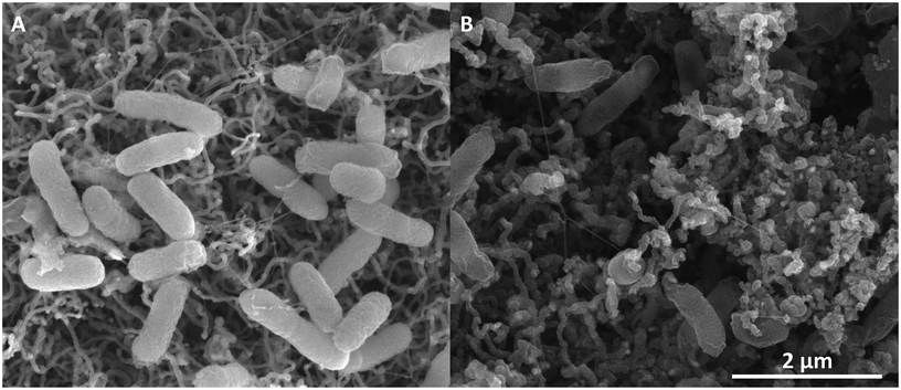 SEM image of carbon source limited S. oneidensis MR-1 natural biofilms on TP-CNT (A) and silica-encapsulated cells (B).