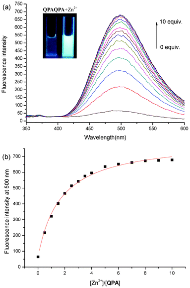 (a) Fluorescence titration of QPA (10 μM) in 25% ACN-HEPES (100 mM, pH = 7.0) with addition of Zn2+. Inset: visible emission (irradiated by 365 nm light) observed from QPA in the absence and presence of Zn2+ (10 equiv.); (b) fluorescence intensity at 500 nm of QPA (10 μM) in 25% ACN-HEPES buffer (100 mM, pH = 7.0) as a function of concentration of free Zn2+ and the probe.