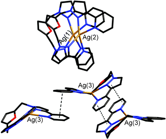 A view of the structure of [Ag(Lfur)](ClO4)·(MeCN)2/3 showing (i) the disposition of the three independent complex units with respect to each other, and (ii) the stacking interactions between the Ag(3) units (dashed lines).