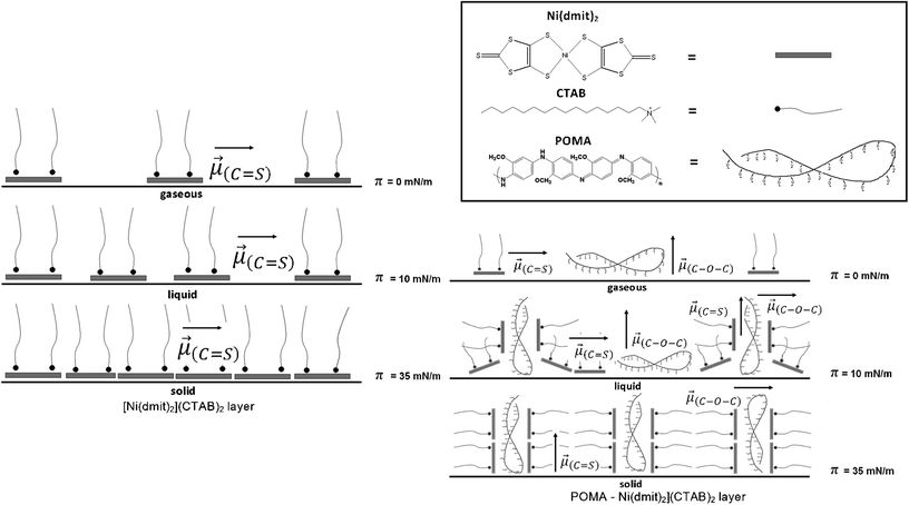 Illustration of the proposed [Ni(dmit)2](CTAB)2 orientation in the pure monolayer (left) and [Ni(dmit)2](CTAB)2 and POMA arrangement in the mixed 1 : 1 Langmuir monolayer for different surface pressures.