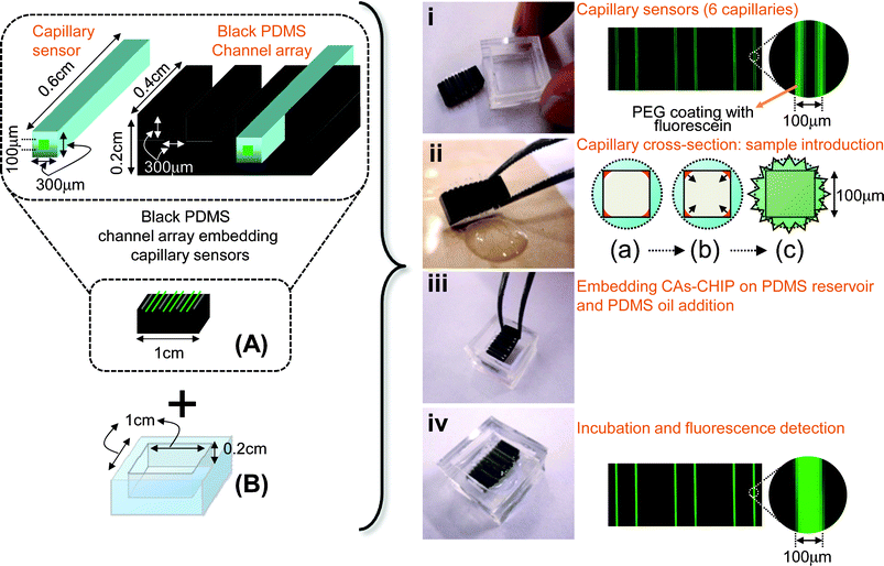 Basic concept of the open-type CAs-CHIP with the operational steps. Black PDMS channel array embedding capillary sensors (A). Sample introduction is achieved by capillary action (ii (a), (b)), then assembly with the reservoir (B) (iii) and PDMS oil is added to the reservoirs, then, finally measure the fluorescence intensity (iv, ii (c)).