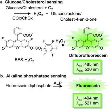 Enzymatic reactions in various sensing capillaries containing different enzymes like (a) glucose oxidase (GOx), cholesterol oxidase (ChOx), and (b) alkaline phosphatase (ALP).