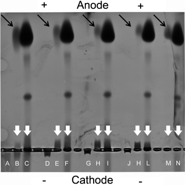 Electrophoretic separation of pristine dendrimers and protein–dendrimer complexes in low and high concentrations of plasma. Generation 4 (A–C), 5 (D–F), 6 (G–I) and 7 (J–L) dendrimer and control samples without dendrimer (M–N) were run. The first lane in each group contains pristine dendrimer, the second and third contains low and high plasma together with 0.5 mg ml−1 dendrimer. The white arrows indicate dendrimers plasma protein complexes while the black arrows indicate unbound proteins.