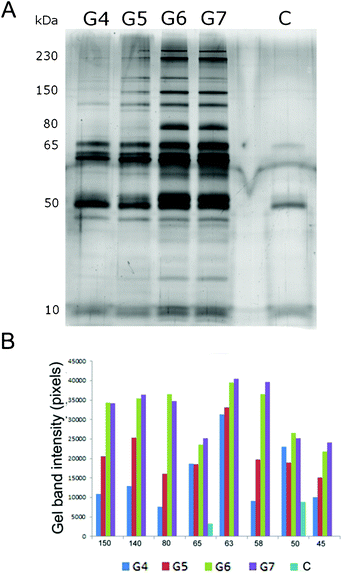 (A) SDS-PAGE of human plasma proteins, in high plasma concentration, associated with dendrimers of different generations (G4–G6) and plasma control (C). (B) Gel band densitometry of the most relevant SDS-PAGE gel bands.