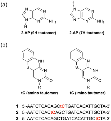 (a) Structure of 2-AP (9H and 7H tautomers). (b) Structure of tC (amino and imino tautomers) and sequence of 26-mer oligos 1, 2 and 3 incorporating a single tC.