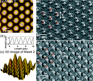 AFM image (a), profile (b) and 3D AFM image (c) of the PDMS phase mask with hexagonal islands (Mask 2). SEM images of hierarchical structures on the azopolymer P2NO2 fabricated by the linearly polarized laser with the polarizations (E vector) 0° (d) and 90° (e). The arrows in (d) and (e) indicate the polarization (E vector) of the laser. The red circles in (c) indicate the packing of the islands on Mask 2. The red circles in (d) and (e) indicate the contact points of Mask 2 and the azopolymer film.