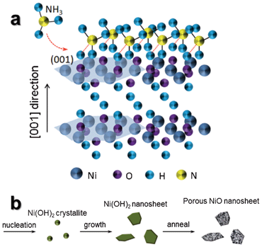 (a) Schematic of NH3 molecules attached to (001) faces of the β-Ni(OH)2 nanosheet. (b) Schematic of formation steps of porous NiO ultrathin nanosheets.