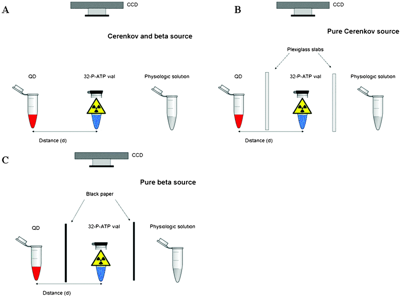 As described in the text, in order to understand the contribution of the different QD excitation sources we performed experiments with three different settings. More precisely with a pure primary beta source (panel c), a pure primary Cerenkov source (panel b), a combination of both (panel a). Laterally to the 32P-ATP vial (blue vial) we placed two transparent vials containing respectively a solution of QDs (red vial) and physiologic solution (grey vial). The distance d between the QD and 32P-ATP vials was then varied in order to investigate the relation between source distance and QD fluorescence intensity. All the vials were placed at the centre of the field of view of a CCD based small animal optical imager (IVIS Spectrum) acquiring in bioluminescence mode. In order to avoid any possible CCD saturation caused by direct Cerenkov light emitted by the 32P, the source vial was closed and tapered with thick black paper.