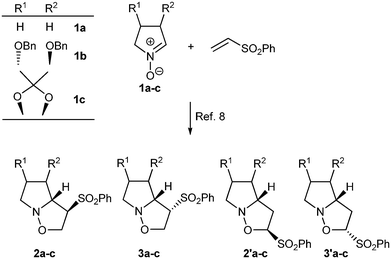 Reaction of cyclic nitrones with phenylvinylsulfone.