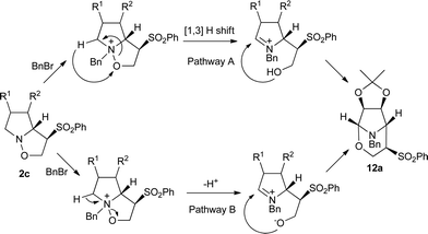 Suggested mechanisms for the synthesis of tetrahydro-1,3-oxazines.