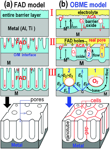 Schematic diagrams of the pore development of the classical FAD model (a)9–11 and oxygen bubbles mould model (b).33,34