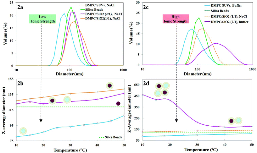 (a). Dynamic light scattering (DLS) data at 30 °C at low ionic strength (5 mM NaCl) for 1,2-dimyristoyl-sn-glycero-3-phosphocholine (DMPC): small unilamellar vesicles (SUVs), nominal 100 nm SiO2, supported lipid bilayers (SLBs) formed at SASUV/SASiO2 = 1/1, nano-systems formed at SASUV/SASiO2 = 2/1; and (b) their temperature dependent sizes. Dashed line indicates DLS data for nominal 100 nm SiO2 obtained at room temperature in 5 mM NaCl. Schematic of proposed structures shown alongside the plots; (c). DLS data at 30 °C at high ionic strength (PBS buffer) for DMPC: small unilamellar vesicles (SUVs), nominal 100 nm SiO2, SLBs formed at SASUV/SASiO2 = 1/1 (taken from 2a, since precipitation occurs in PBS buffer), nano-systems formed at SASUV/SASiO2 = 2/1; and (d) their temperature dependent sizes. Dashed line indicates DLS data for nominal 100 nm SiO2 obtained at room temperature in PBS buffer. Schematic of proposed structures shown alongside the plots.