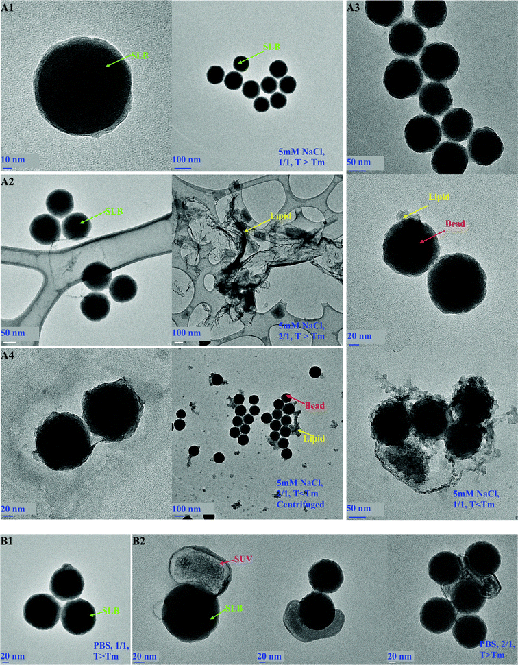 TEM images of DMPC nano-systems prepared at: (A) low ionic strength (5 mM NaCl): (A1) single-SLBs, SASUV/SASiO2 = 1/1, prepared above Tm at high and low resolution; (A2) SASUV/SASiO2 = 2/1, prepared above Tm, showing separate regions of SLBs and fused SUVs on same TEM grid; (A3) SASUV/SASiO2 = 1/1 below Tm (10 °C) showing SLBs with desorbed lipid; (A4) SASUV/SASiO2 = 2/1 centrifuged below Tm (10 °C) showing SLBs with desorbed lipid; (B) high ionic strength above Tm: (B1) SASUV/SASiO2 = 1/1 showing aggregates of SLBs; (B2) SASUV/SASiO2 = 2/1 showing adsorbed SUVs.