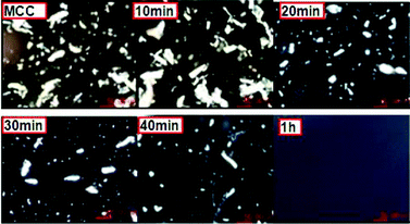 General morphology of MCC dissolution under polarizing microscope.