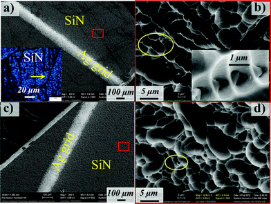 SEM images of (a) the discolored SiN film (inset: the optical micrograph of the SiN film) and (b) high magnification of the red box (inset: the detailed micro-defects). (c) Normal grid and (d) high magnification image. (Circles highlight the micropores.)