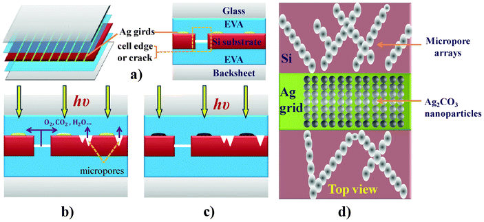 Mechanism of discoloration: (a) scheme of PV module; (b) reaction chemical penetration or release; (c) Ag2CO3 formation and Ag grid discoloration; (d) zoom in of the top view of the snail trail region, Ag2CO3 NPs on the Ag grid and micropore arrays on the SiN film. Please note that there is a thin SiN layer on Si wafer.