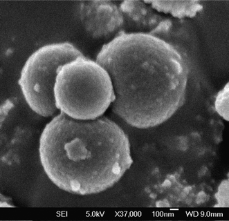 FE SEM image of the mesoporous organocatalyst TFMO-1.