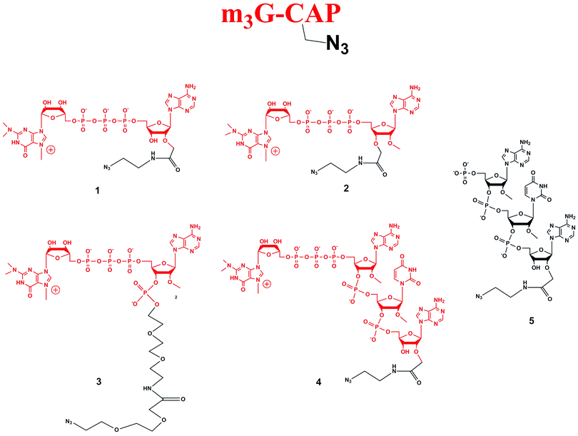 Structures of m3G-CAP analogues (1–4) and the 5′-phosphorylated AUA trimer (5).