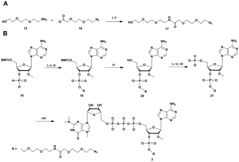 Synthesis of m3G-CAP construct 3. A: i: HBTU, NMM, DCM, 2 h; B: i: DCM : Py 9 : 1, PvCl, 5 min; ii: compound 17, 20 min; iii: I2, water, r.t., 5 min; iv: 80% acetic acid, r.t., overnight; v: (9H-fluoren-9-yl)methyl H-phosphonate, DCM : Py 9 : 1, PvCl, r.t., 40 min; vi: I2, water, r.t., 10 min; vii: MeCN : Et3N 2 : 1, overnight, r.t.; viii: m3GppIm, MnCl2, NMM x HCl pH 7, 30 °C, 7 days; (Abbreviations: MeCN = acetonitrile, PvCl = pivaloyl chloride, Py = Pyridine, DCM = dichloromethane, HBTU = O-Benzotriazole-N,N,N′,N′-tetramethyl-uronium-hexafluoro-phosphate, NMM = N-methylmorpholine, DMF = dimethylformamide, m3GppIm = N2,N2,N7-trimethylguanosine 5′-pyrophosphorylimidazolide).