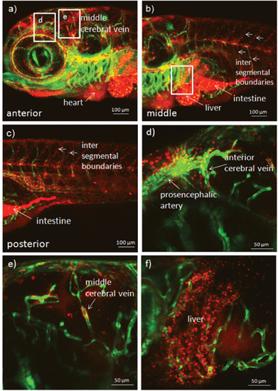 Confocal images of transgenic zebrafish larvae illustrating the biodistribution and uptake of fluorescent PEOSN after 1 day post injection into the heart. Selected areas are enlarged in (d), (e) and (f).