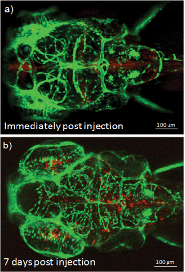 (a) Confocal images of transgenic zebrafish larvae illustrating the cellular uptake and biostability of fluorescent PEOSN immediately and (b) 7 days post injection into the brain ventricle.