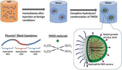 Formation mechanism of PEO surface-decorated silica nanocapsules (PEOSN)