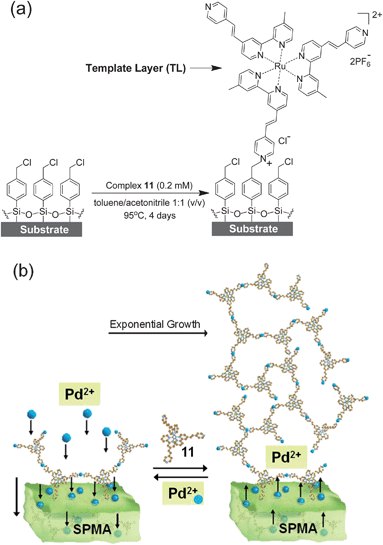 (a) Glass and silicon substrates functionalized with a p-chlorobenzyl-terminated monolayer24 were reacted at elevated temperatures with a dry acetonitrile/toluene solution of complex 11 for 4 days under an inert atmosphere with the exclusion of light to generate a template layer (TL = deposition step 1).14,15X-ray photoelectron spectroscopy (XPS) studies have shown that the analogous complexes 7 and 10 (Scheme 1) are only bound via one pyridine moiety.14,17 (b) Schematic presentation of the formation of SPMAs with complex 11 and PdCl2(PhCN)2.13–17