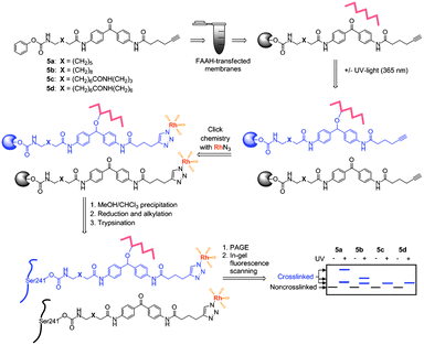 Schematic for crosslinking studies with probes 5a–d.