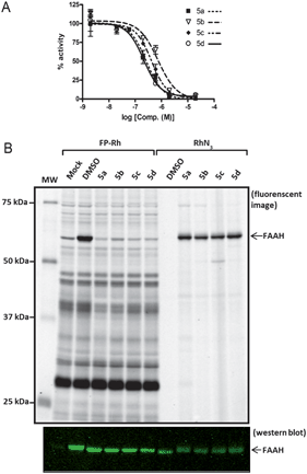 Potency and selectivity of probes 5a–d as inhibitors of FAAH. a) Concentration-dependent inhibitor curves for probes 5a–d. Varying concentrations of 5a–d were pre-incubated with cell membranes for 10 min. 14C-Oleamide was added, reaction was quenched in 0.5 M HCl at 5 min, and the solution was extracted with ethyl acetate. The organic layer was removed, dried, re-solubilized, and separated by TLC. The radioactive compounds were quantified using a Cyclone Phosphorimager. The data represent the mean ± SEM of an experiment conducted in duplicate. IC50 values were calculated using nonlinear regression sigmoidal dose-response-variable slope. b) Competitive ABPP with FP–Rh and click-chemistry with RhN3. COS-7 cell membranes were treated with 5a–d (2 μM), followed by FP–Rh (left lanes) or click chemistry reaction with RhN3 (right lanes). Reactions were quenched with 2 × SDS loading buffer, separated by SDS-PAGE, and visualized by in-gel fluorescence scanning (top; image shown in grey-scale) or Western blotting (bottom) with anti-FAAH rabbit polyclonal antibodies. Western blot confirms equal loading of FAAH for both experiments.