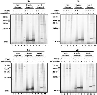 
            Tricine gels of crosslinked and noncrosslinked samples treated with or without trypsin or Lys–C protease. Briefly, FAAH-transfected COS-7 cell membranes were incubated with 2 μM 5a–d. As a control, membranes pre-treated with the FAAH inhibitor PF-3845 (2 μM) are shown for comparison (lanes 1–2, 5–6, and 9–10, all panels). Reaction mixtures were treated with or without (alternating lanes) UV irradiation (365 nm) and subjected to click chemistry with RhN3. For digested samples, proteins were precipitated with methanol/chloroform prior to reduction, alkylation, and digestion with either trypsin (lanes 5–8, all panels) or Lys–C (lanes 9–12, all panels). Samples were separated on 10–20% Tricine gels and visualized by in-gel fluorescence scanning (fluorescent images shown in grey scale). See Fig. 4 for enlarged views of trypsin- and Lys-C-digested bands in the 2–25 kDa range.