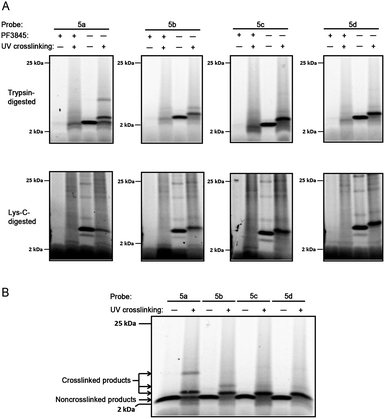 
            Tricine gels of crosslinked and noncrosslinked samples. a) Enlarged images of trypsin-digested (top) and Lys-C-digested (bottom) samples from Fig. 3, 2–25 kDa range. Briefly, FAAH-transfected COS-7 cell membranes were incubated with 2 μM probe 5a–d. As a control, membranes pre-treated with the FAAH inhibitor PF-3845 (2 μM) are shown for comparison (lanes 1–2, all panels). Reaction mixtures were treated with or without (alternating lanes) UV irradiation (365 nm) and subjected to click chemistry with RhN3. For digested samples, proteins were precipitated with methanol/chloroform prior to reduction, alkylation, and digestion with either trypsin (top) or Lys–C (bottom). Samples were separated on 10–20% Tricine gels and visualized by in-gel fluorescence scanning (fluorescent images shown in grey scale). b)Tricine gel of noncrosslinked and crosslinked trypsin-digested samples for 5a–d run side-by-side. Sample preparation and analysis same as for a, above.