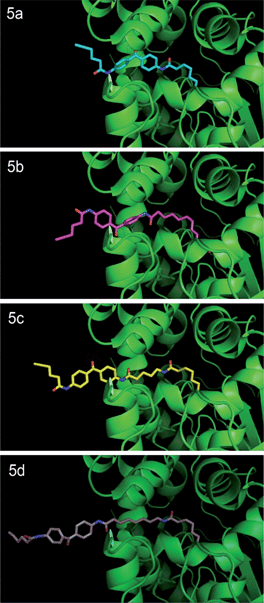 
            Probes
            5a–d docked into the three-dimensional structure of rat FAAH. Crystal structure of humanized-rat FAAH conjugated with ligand OL135 (PDB: 2WJ2) was used as starting template to manually build FAAH-probe docking models using PyMOL. Initial three-dimensional structures of Probes 5a–d were generated by ChemDraw 12.0. The first alkyl linker connecting the carbamate group in Probes 5a–d was structurally aligned with the alkyl linker of the OL1 ligand in the crystal structure, which enables the head (carbamate) of each probe to be docked in the ligand binding channel of native rat FAAH. Dihedral angles of carbon–carbon bonds within the first and second alkyl linker regions were then adjusted in preferred rotameric states to release steric clash between the tail (benzophenone) of the probe and the protein.