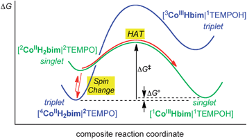 Proposed schematic reaction pathway for the conversion of precursor complex 4CoIIIIIIH22bim|2TEMPO on the blue triplet free-energy surface to the 1CoIIIIIIHbim|1TEMPOH successor complex on the green singlet surface. The suggested reaction pathway is indicated by the red arrows. Initial pre-equilibrium formation of singlet 2CoIIIIH22bim|2TEMPO is calculated to be 1.4 kcal mol−1 uphill, and the experimental values are ΔG‡ = 22 kcal mol−1 and ΔG° = +0.3 kcal mol−1.