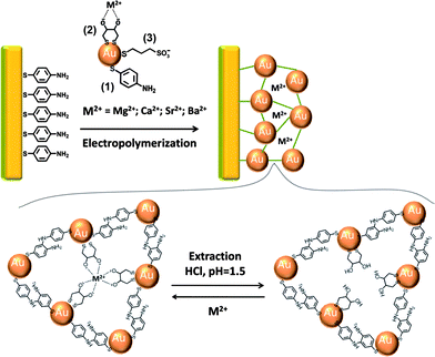 Schematic presentation for the electropolymerization of a bis-aniline-crosslinked Au NPs composite on a Au-coated electrode for the sensing of Mg2+, Ca2+, Sr2+ or Ba2+ using dithiothreitol as a ligand for the imprinted metal ions.