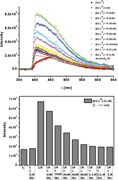 Emission spectral changes (λexc 340 nm) for [Gd.L88] (L) with [[Gd.L88]:human mGluR5 complex = LR], in the absence and presence of increasing amounts of glutamate. Fitting the decrease in emission intensity with [Glu] gives an apparent binding constant, log K = 8.0 (±0.1) (50 mM TRIS pH = 7.4, 2.5 mM Ca2+, 10 mM Mg2+, 10% sucrose, 298 K).