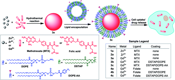 Synthesis of NCPs and functionalization of MTX-containing NCPs with a lipid bilayer and targeting moiety.