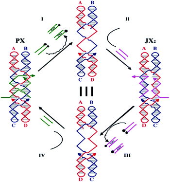 The machine cycle of the PX-JX2 device. Starting with the PX device on the left, the green set strands are removed by their complements (Process I) to leave an unstructured frame. The addition of the yellow set strands (Process II) converts the frame to the JX2 structure, in which the top and bottom domains are rotated a half turn relative to their arrangement in the PX conformation. Processes III and IV reverse this process to return to the PX structure. The black dots on the complements in Processes I and III represent biotin groups that facilitate the removal of the duplex molecules from solution.