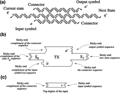 The TX tile that represents one transition of the transducer. (a) Molecular representation of the TX Tile. The TX tile is shown as a complex of individual strands self-assembled to form three domains. Arrowheads represent the 3′ ends. The sticky ends representing the current state, q, and the next state, q′, are indicated. Similarly the input symbol, a, and the output symbol, a′, are represented by sticky ends. The connector sticky ends present for purposes of stability are also shown. (b) A schematic representation of the TX molecule. The TX is shown with three layers. The current state is shown as S0 and the next state is shown as S1. Complementarity is shown in a geometrical form for all six sticky ends. (c) Top duplex domain of the input tile. The sticky ends complementary to the connector and the input signal from the 6DF input tiles are shown geometrically.