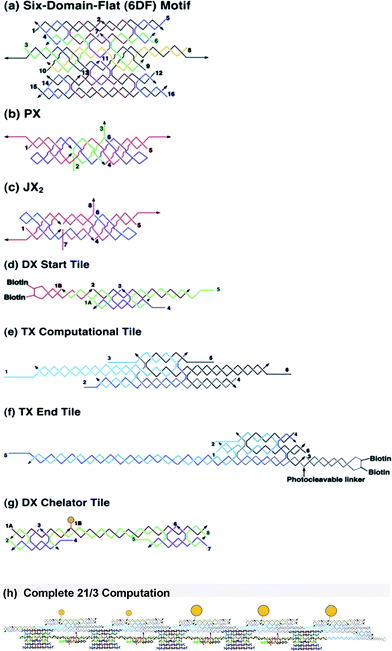 
            DNA strand representations of the components in the calculation. Strand numbers are indicated throughout. (a) 6DF motif. This flat 6-helix motif can be thought of as consisting of three DX motifs that are joined by crossovers between them at two positions each. (b) and (c) are the two states of the PX-JX2 device, the PX state, shown in (b) with green set strands, and the JX2 state shown in (c) with purple set strands. Note that the right sides of the two motifs are identical, but the left sides are flipped. (d) shows the DX start tile, (e) shows a TX computational tile, and (f) shows a TX end tile. Note the biotin groups indicated on the start and end tiles. (g) shows a chelator tile with a gold particle drawn in yellow that can attach to the top domain of the TX computational tile. (h) DNA strand representation of the division of 21 by 3. This is the DNA strand representation of the calculation shown in Fig. 2(b).