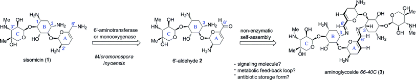 Proposed biosynthetic origin and putative biological functions of aminoglycoside66-40C (3).