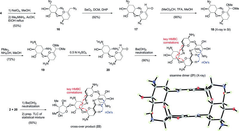 Synthesis and self-assembly of sisamine dimer 21 (ORTEP at 30% probability level). Heterodimeric self-assembly of aldehydes 2 and 20 to produce cross-over product 22 in a statistical mixture with dimers 3 and 21. Red and blue arrows indicate key HMBC and nOe correlations, respectively.