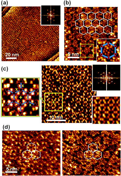 
            STM images of (Ad-S)2–PTCDI/Melamine network with adamantane thiol, AdG, filled pores. a) Large scale image with Fourier transform shown as inset. Ub = −340 mV and It = 36 pA. b) Molecularly resolved image with network frame indicated. Ub = −340 mV and It = 174 pA. Inset shows magnified image of pore highlighted by the square. c) AdSH, AdG, filled network imaged under different tunneling conditions. Fourier transform and Fourier filtered image are shown on the right. Enlarged section of the network with structure overlaid depicted on the right. “x” mark adamantyl units missing from the (Ad-S)2–PTCDI moieties. Ub = 180 mV and It = 92 pA. d) Illustration of contrast change upon change of tunneling current. Same area scanned at Ub = −340 mV and It = 45 pA (left) and 174 pA (right), respectively.