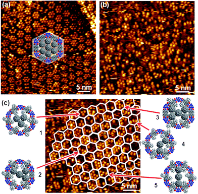 
            STM images of C60 deposited into networks of PTCDI/melamine (a) and (Ad-S)2–PTCDI/melamine (b) on Au(111). Imaging parameters: I = 28 pA, Vbias = 680 mV (a) and I = 28 pA, Vbias = 340 mV (b). c) same image as in b) with the honeycomb pattern of the network indicated as a guide to the eye. The models exemplify different arrangements of C60 molecules determined by the combination of (Ad-S)2–PTCDI enantiomers and missing adamantyl units. For details see text.