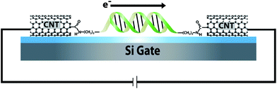 Electronic integration of DNA into a CNT device. Oxidative cutting of the CNT creates a gap with carboxylic acid point contacts on the cut ends. Amine-modified DNA is then covalently attached to these point contacts by peptide coupling and forms an electronic bridge across the gap. The resulting DNA-mediated path for current flow through the device is sensitive to perturbations that disrupt charge transport.