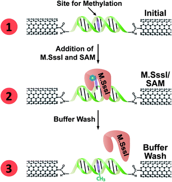 Electrical detection of M.SssI binding at a DNA-bridged CNT device. (1) A DNA segment containing the M.SssI binding site (with target base to be methylated shown in purple) forms a conductive bridge between the two ends of a gap cut in a CNT device. (2) Upon addition of M.SssI and SAM cofactor (represented by the blue hexagon), the methyltransferase binds the DNA at its recognition site, and flips the base to be methylated out of the DNA π-stack, thereby cutting off charge transport through the DNA. M.SssI remains bound with the base flipped even after the methylation reaction is complete. (3) Upon rinsing, M.SssI dissociates from the DNA; the methylated base re-inserts into the DNA π-stack and restores charge transport through the device.